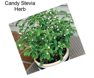 Candy Stevia Herb