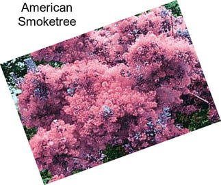American Smoketree