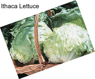 Ithaca Lettuce