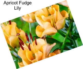 Apricot Fudge Lily