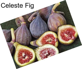 Celeste Fig