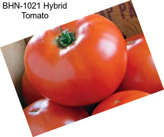 BHN-1021 Hybrid Tomato