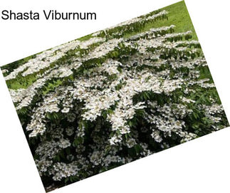 Shasta Viburnum