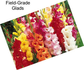 Field-Grade Glads