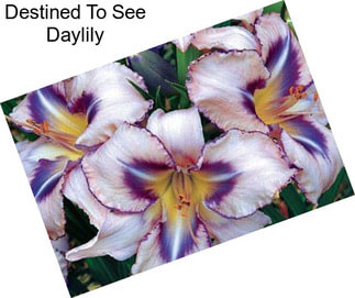 Destined To See Daylily