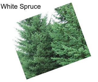 White Spruce