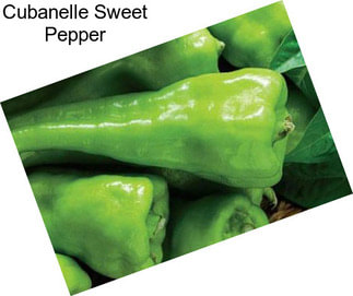 Cubanelle Sweet Pepper