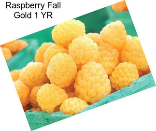 Raspberry Fall Gold 1 YR