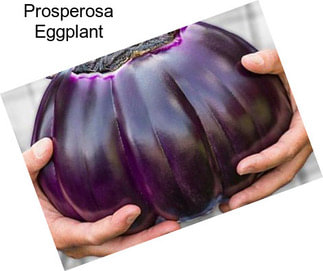 Prosperosa Eggplant