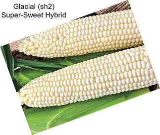 Glacial (sh2) Super-Sweet Hybrid