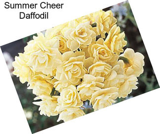 Summer Cheer Daffodil