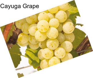 Cayuga Grape