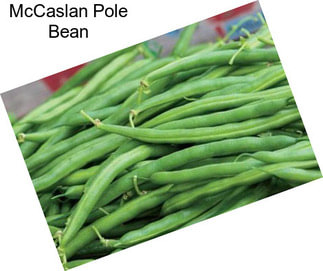 McCaslan Pole Bean