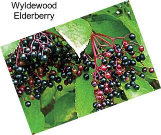 Wyldewood Elderberry