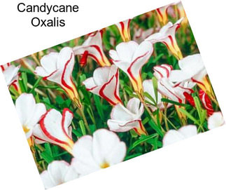 Candycane Oxalis