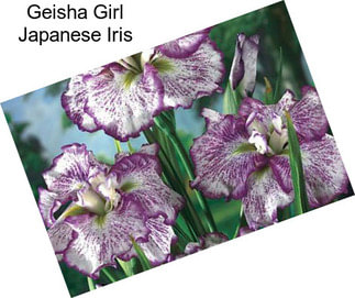 Geisha Girl Japanese Iris