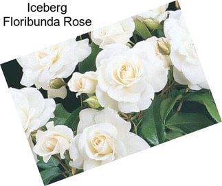 Iceberg Floribunda Rose