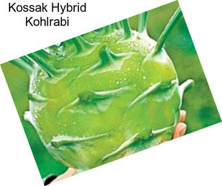 Kossak Hybrid Kohlrabi