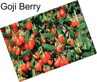 Goji Berry