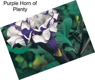 Purple Horn of Plenty