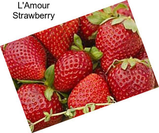 L\'Amour Strawberry