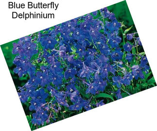 Blue Butterfly Delphinium