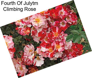 Fourth Of Julytm Climbing Rose