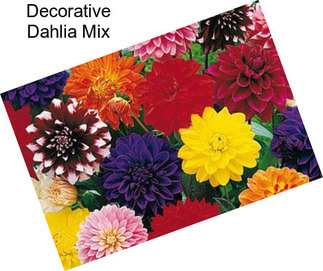 Decorative Dahlia Mix