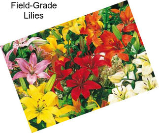 Field-Grade Lilies