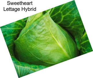 Sweetheart Lettage Hybrid