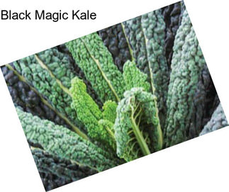 Black Magic Kale