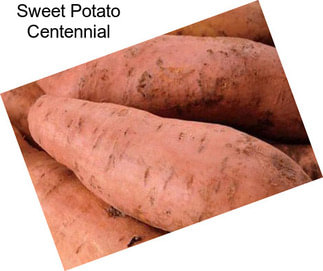 Sweet Potato Centennial