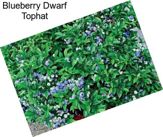 Blueberry Dwarf Tophat