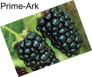 Prime-Ark