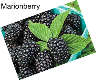 Marionberry