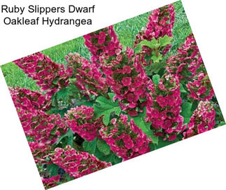 Ruby Slippers Dwarf Oakleaf Hydrangea