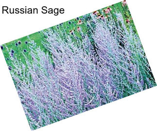 Russian Sage