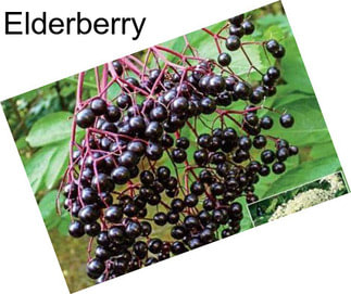 Elderberry