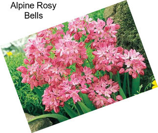 Alpine Rosy Bells