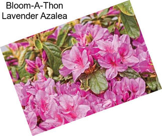 Bloom-A-Thon Lavender Azalea