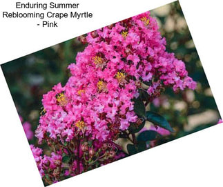 Enduring Summer Reblooming Crape Myrtle - Pink
