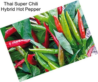 Thai Super Chili Hybrid Hot Pepper