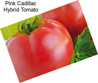 Pink Cadillac Hybrid Tomato