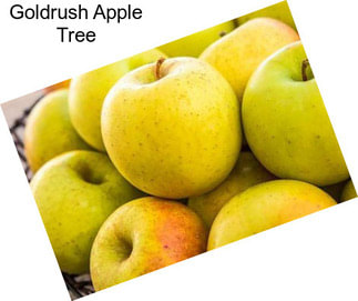 Goldrush Apple Tree