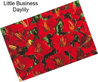 Little Business Daylily