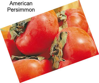 American Persimmon