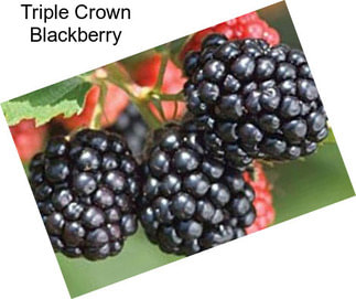 Triple Crown Blackberry