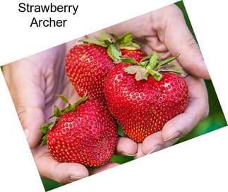 Strawberry Archer