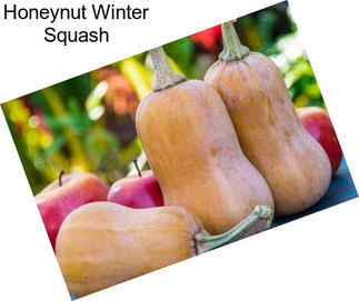 Honeynut Winter Squash