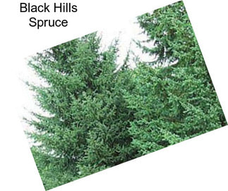 Black Hills Spruce